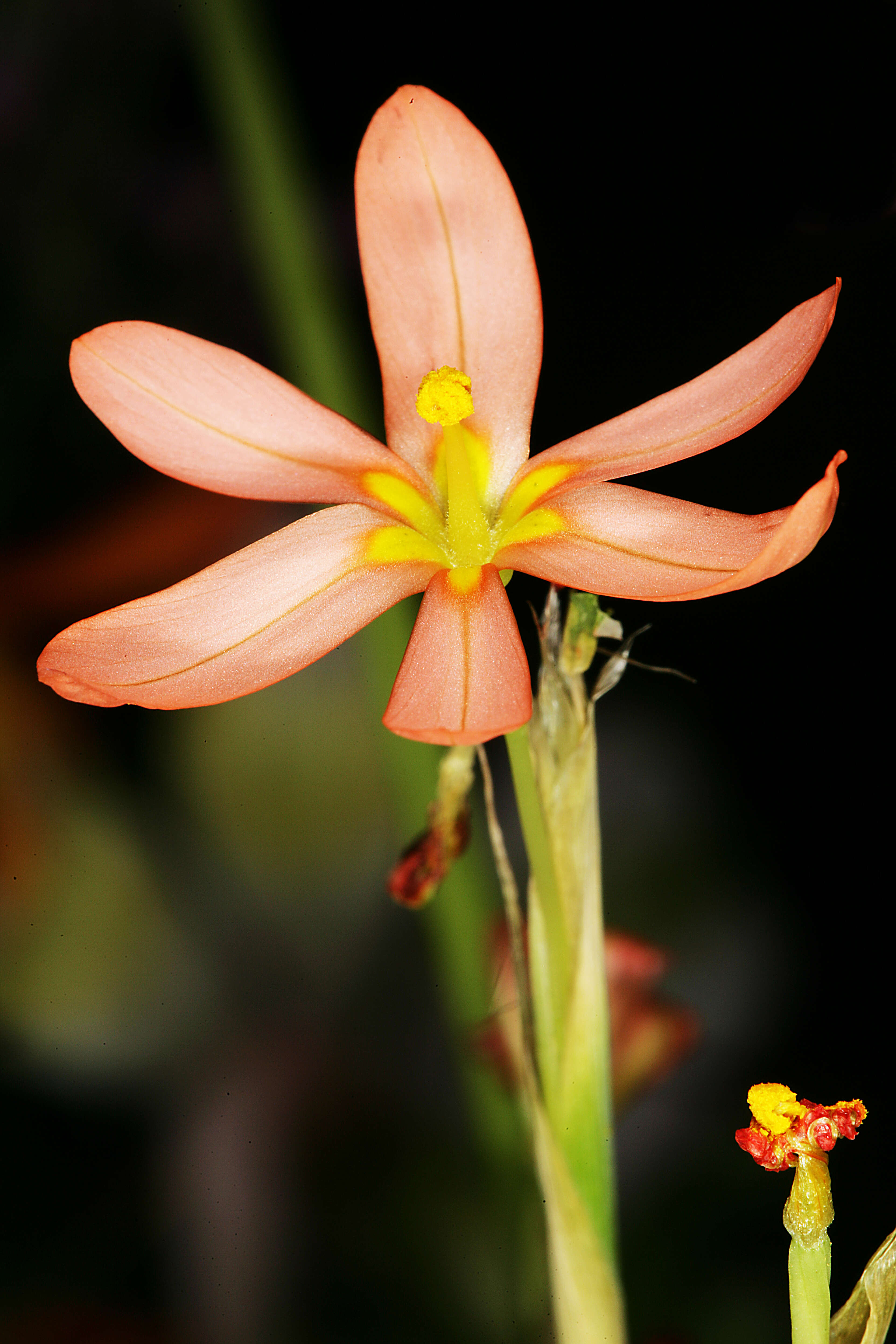 Image of two-leaf Cape tulip