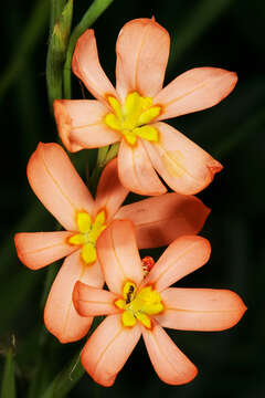 Image of two-leaf Cape tulip