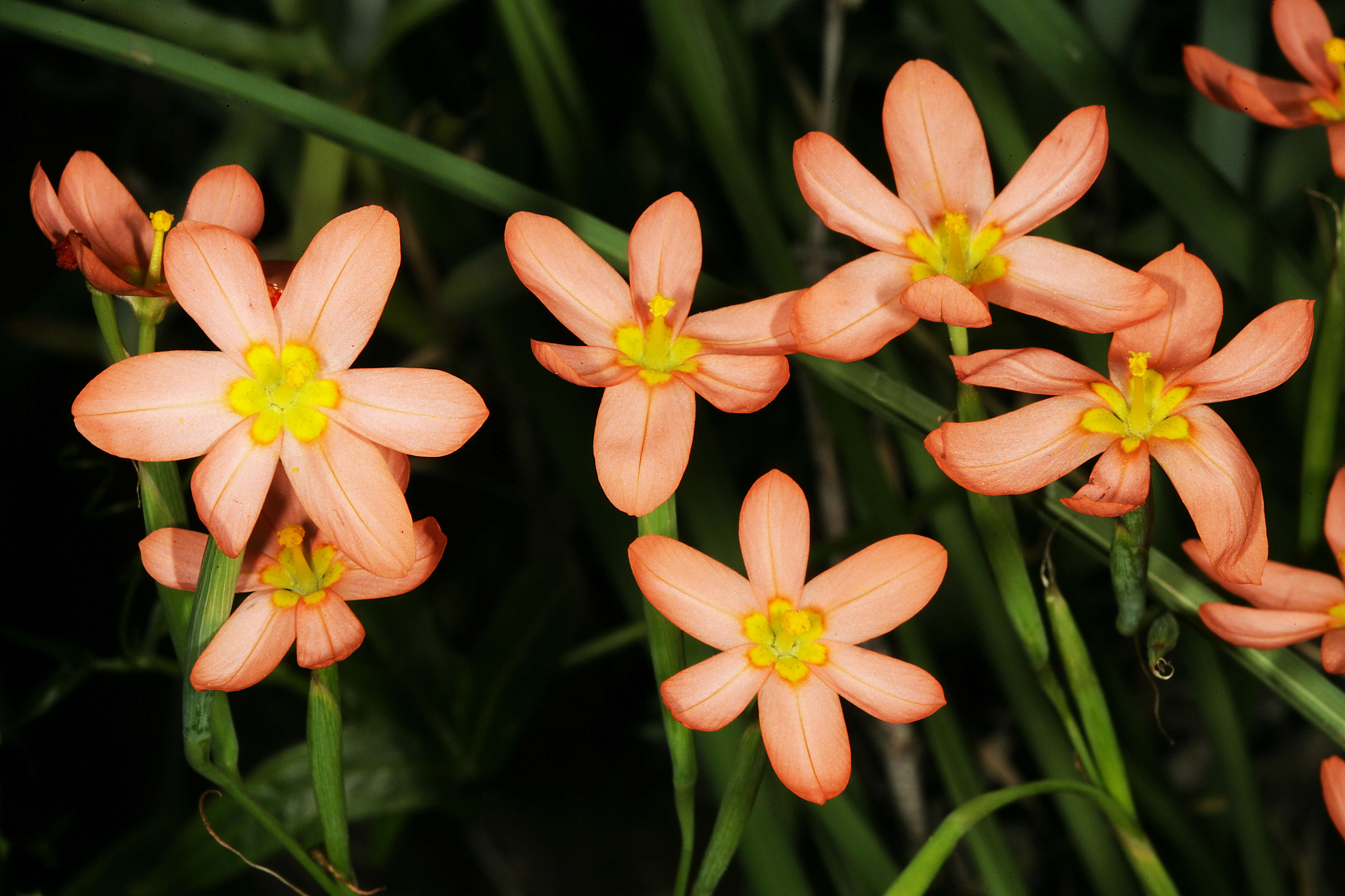 Image of two-leaf Cape tulip