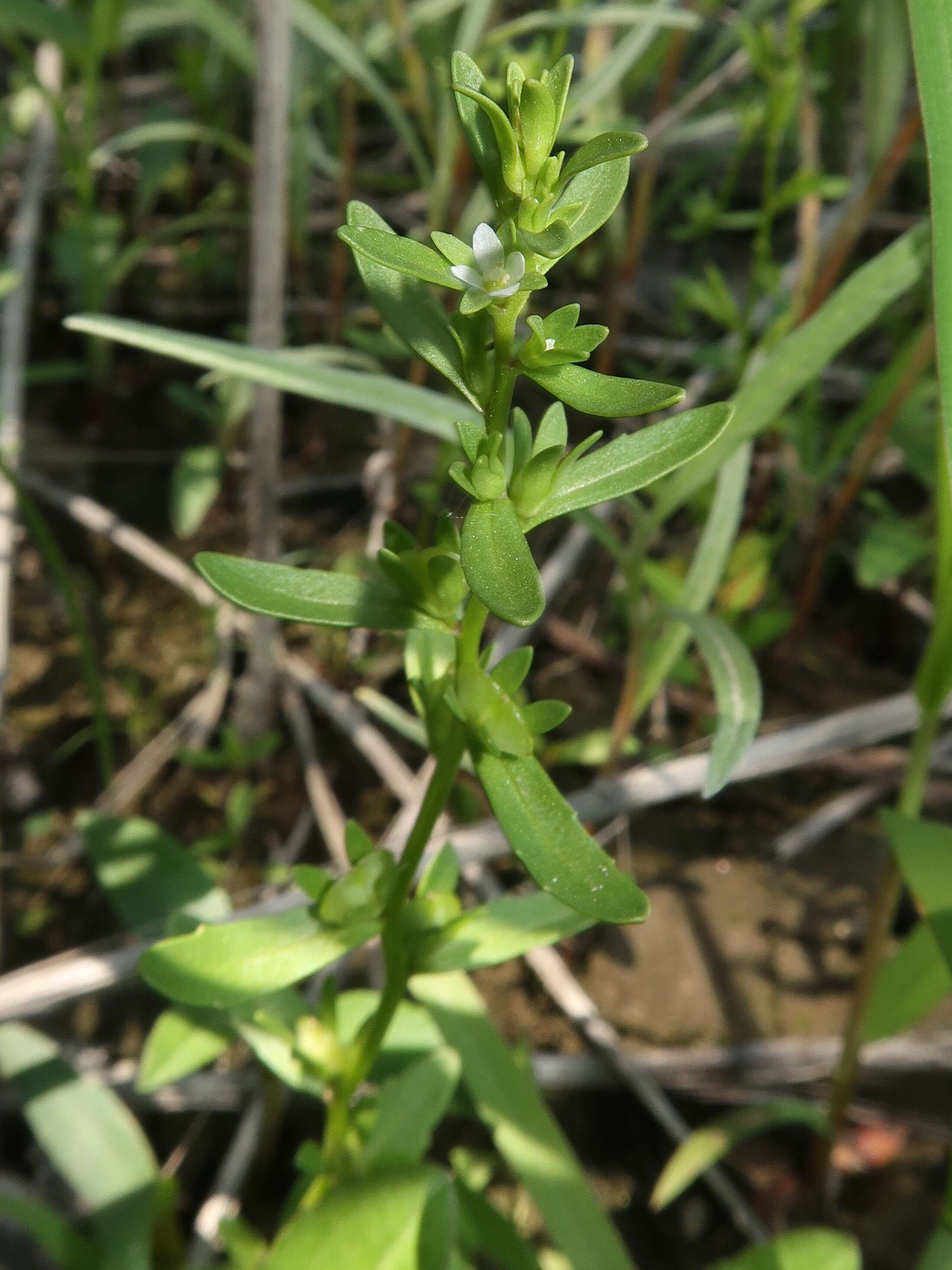 Image of american speedwell