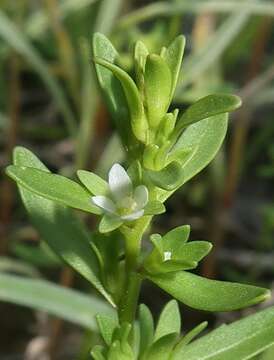 Image of american speedwell