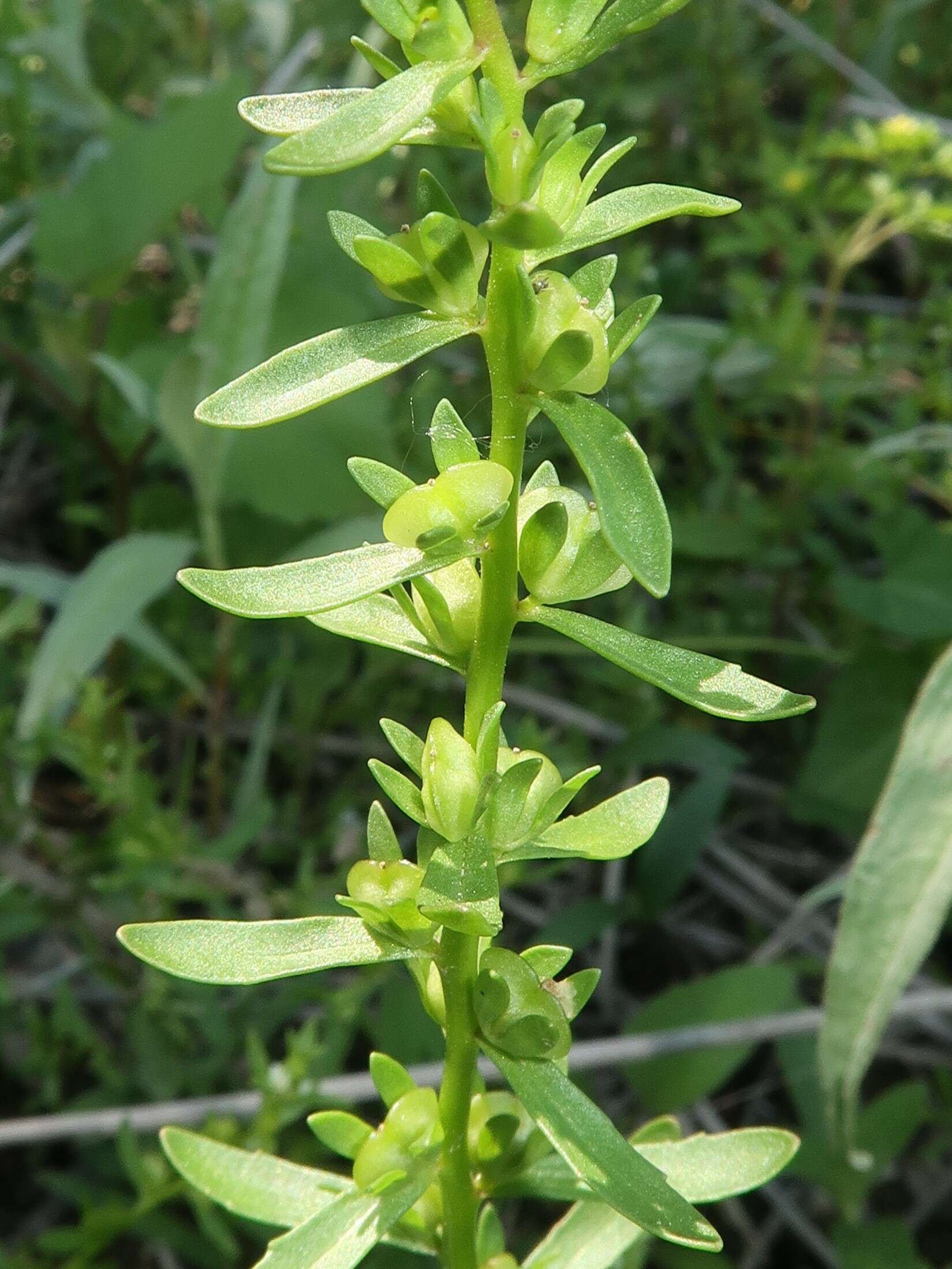 Image of american speedwell