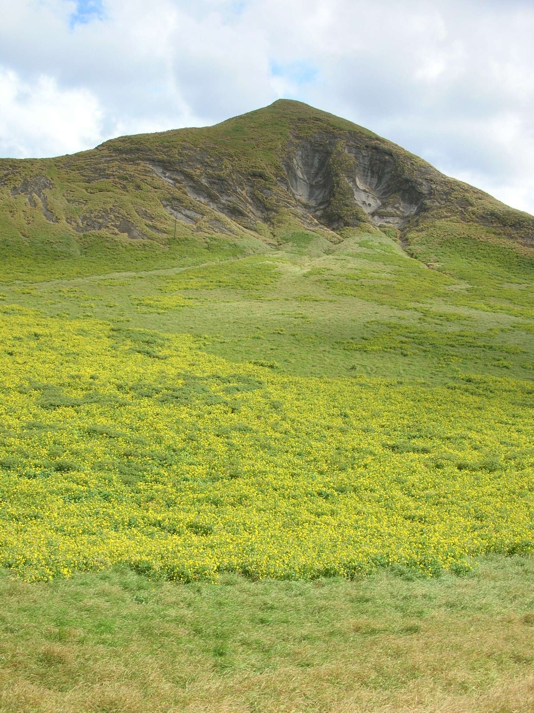 Image of Golden Crownbeard