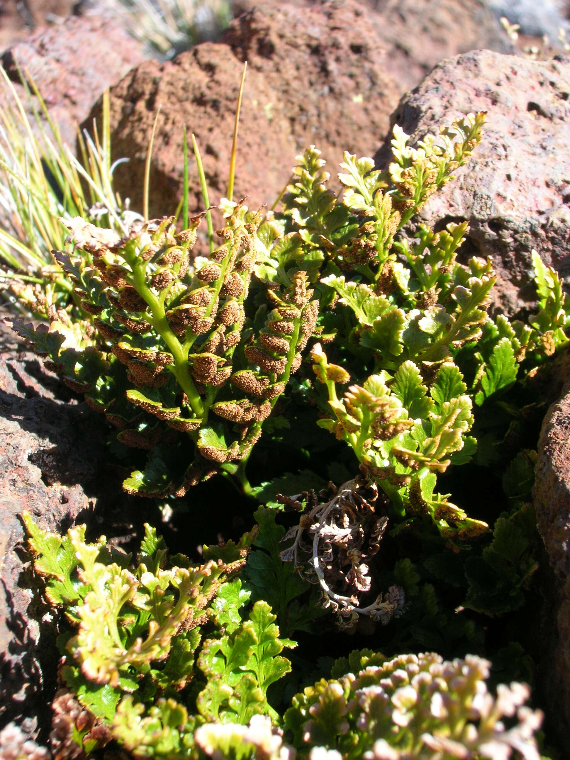 Imagem de Asplenium adiantum-nigrum L.