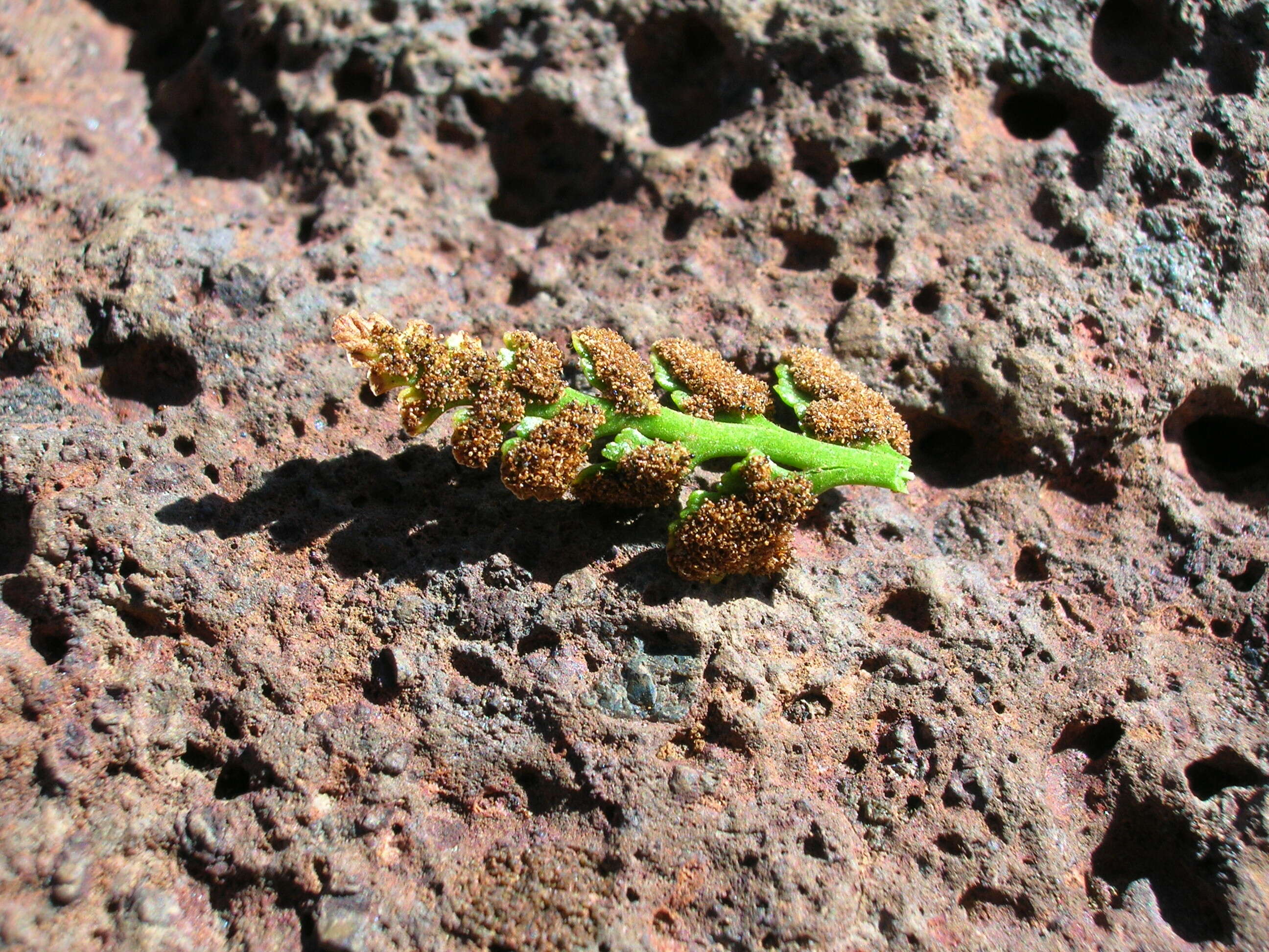 Imagem de Asplenium adiantum-nigrum L.