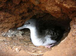 Image of Wedge-tailed Shearwater