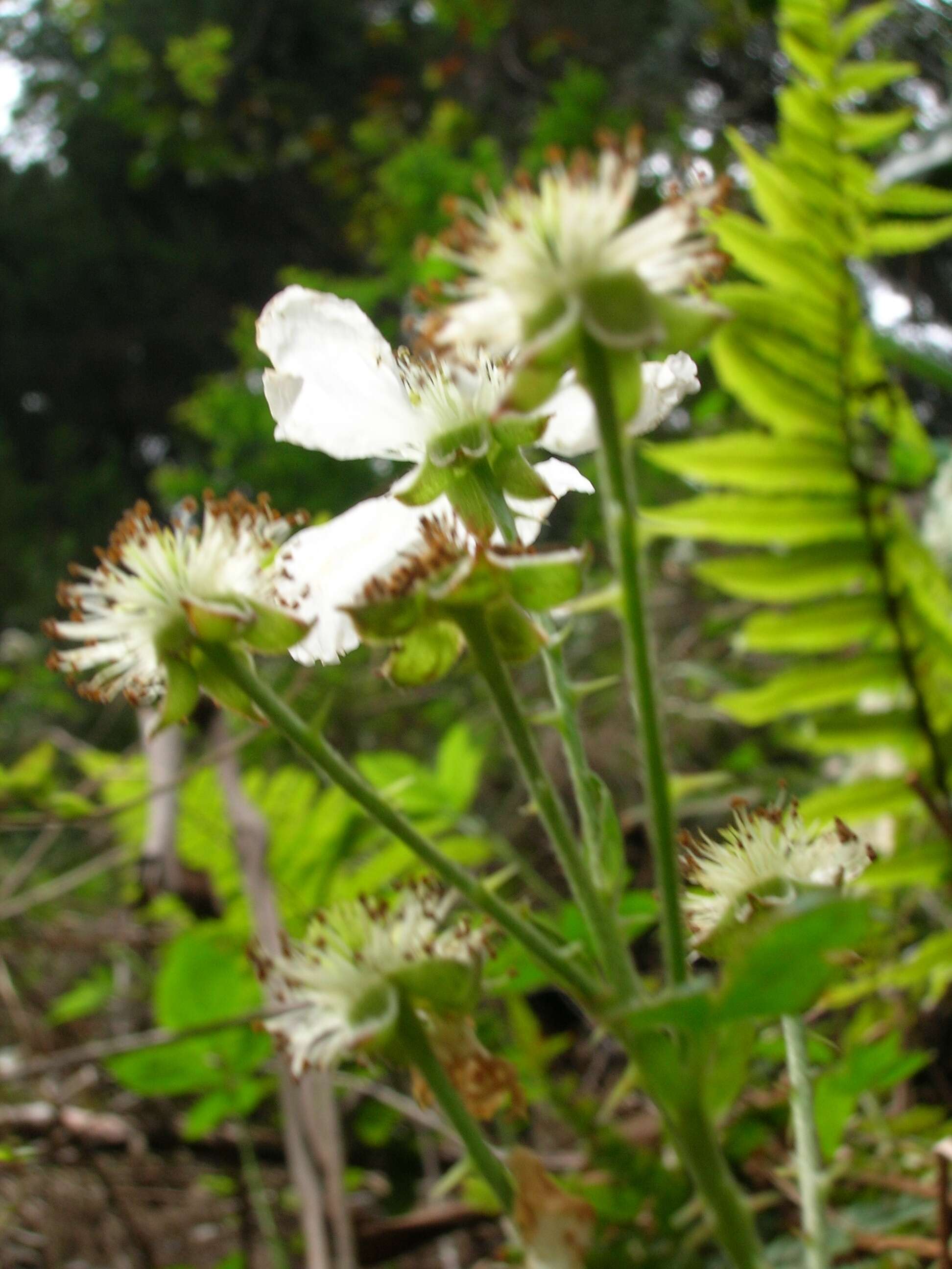 Sivun Rubus argutus Link kuva