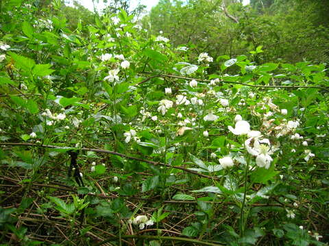 Image of sawtooth blackberry