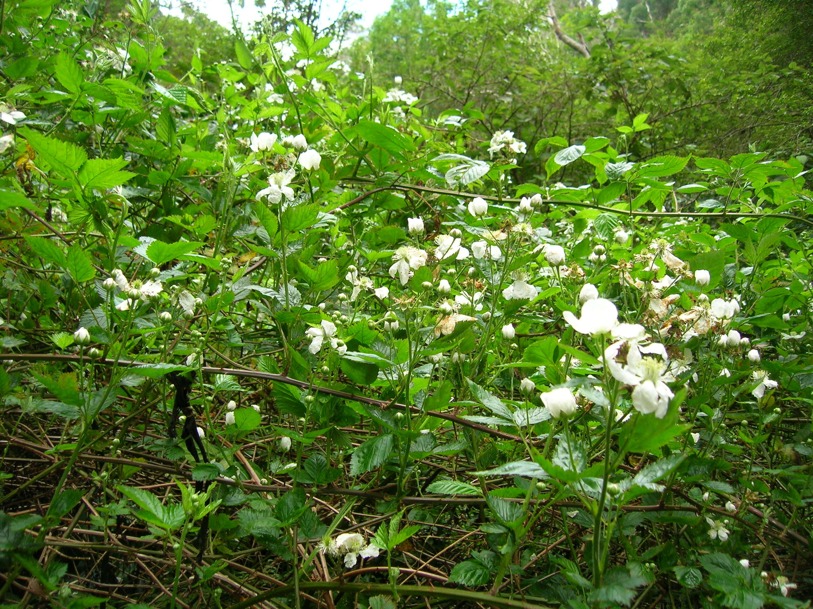 Sivun Rubus argutus Link kuva