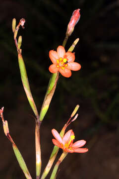 Image of two-leaf Cape tulip