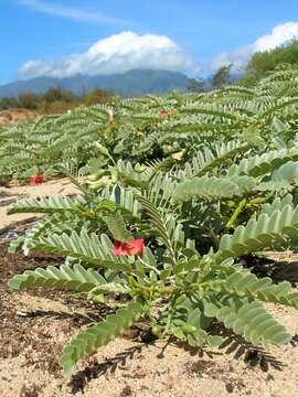 Image of Oahu riverhemp