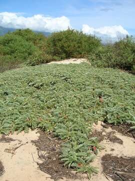 Image of Oahu riverhemp