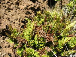 Imagem de Asplenium adiantum-nigrum L.