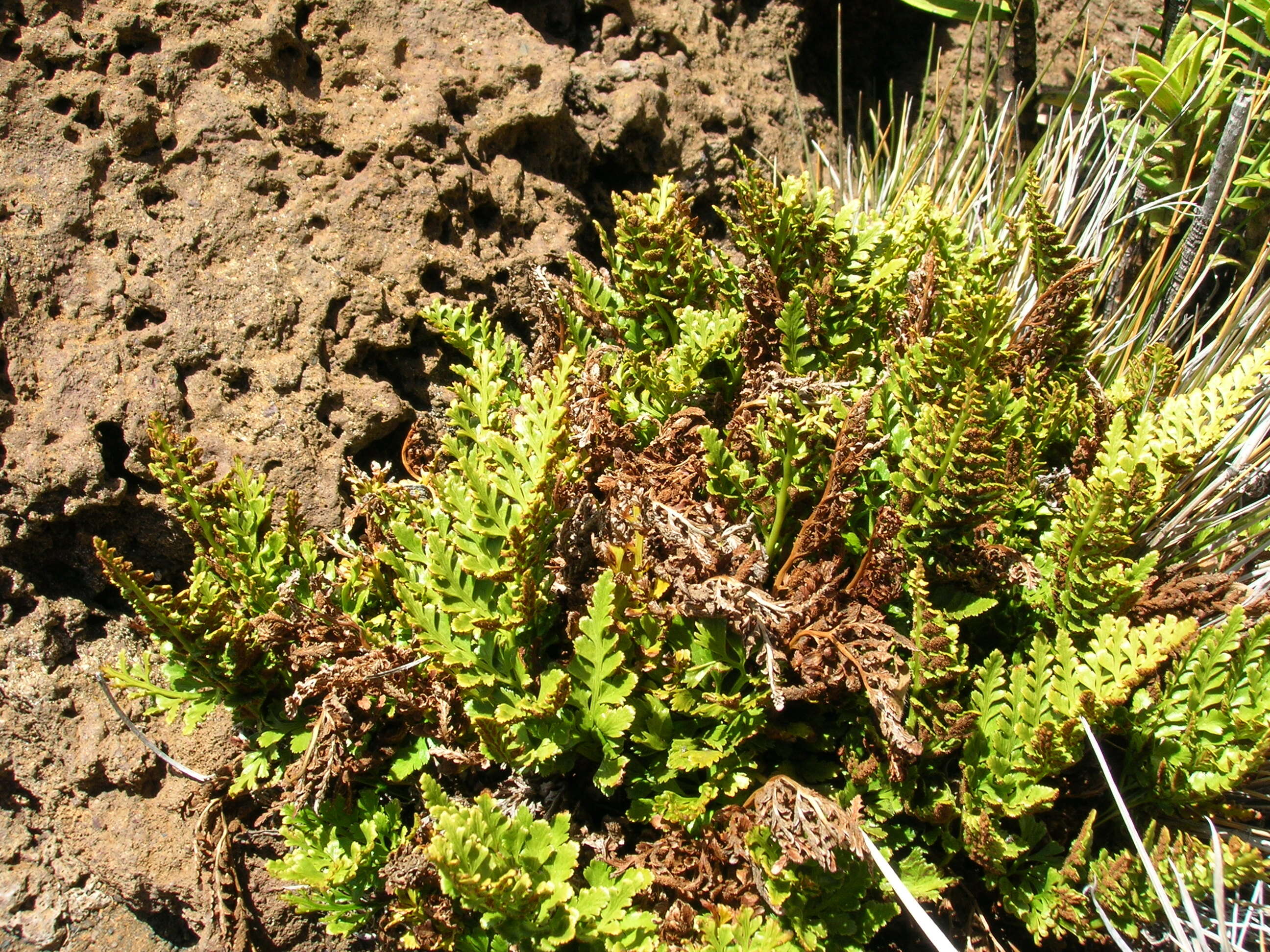 Imagem de Asplenium adiantum-nigrum L.