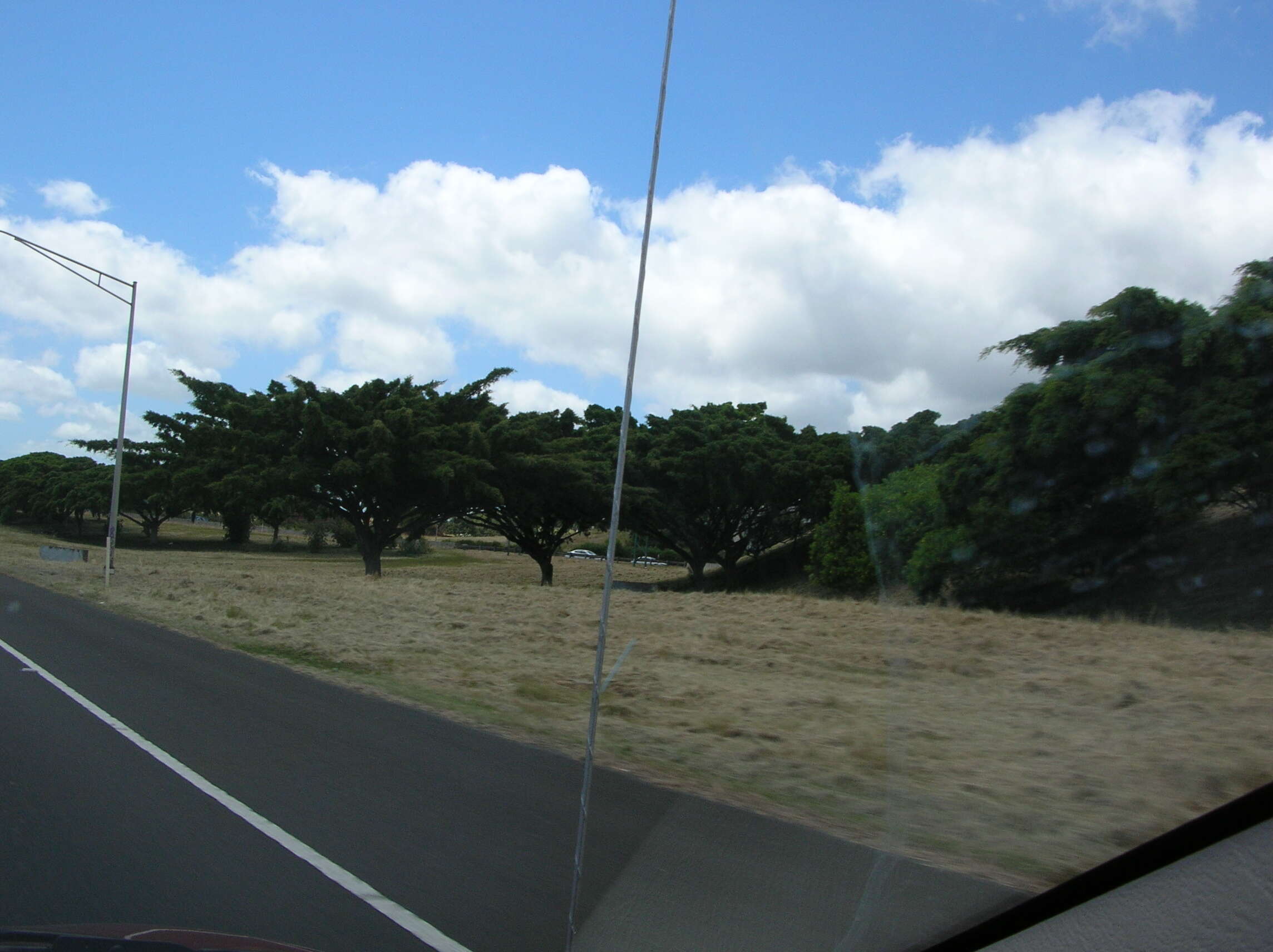 Imagem de Ficus benjamina L.