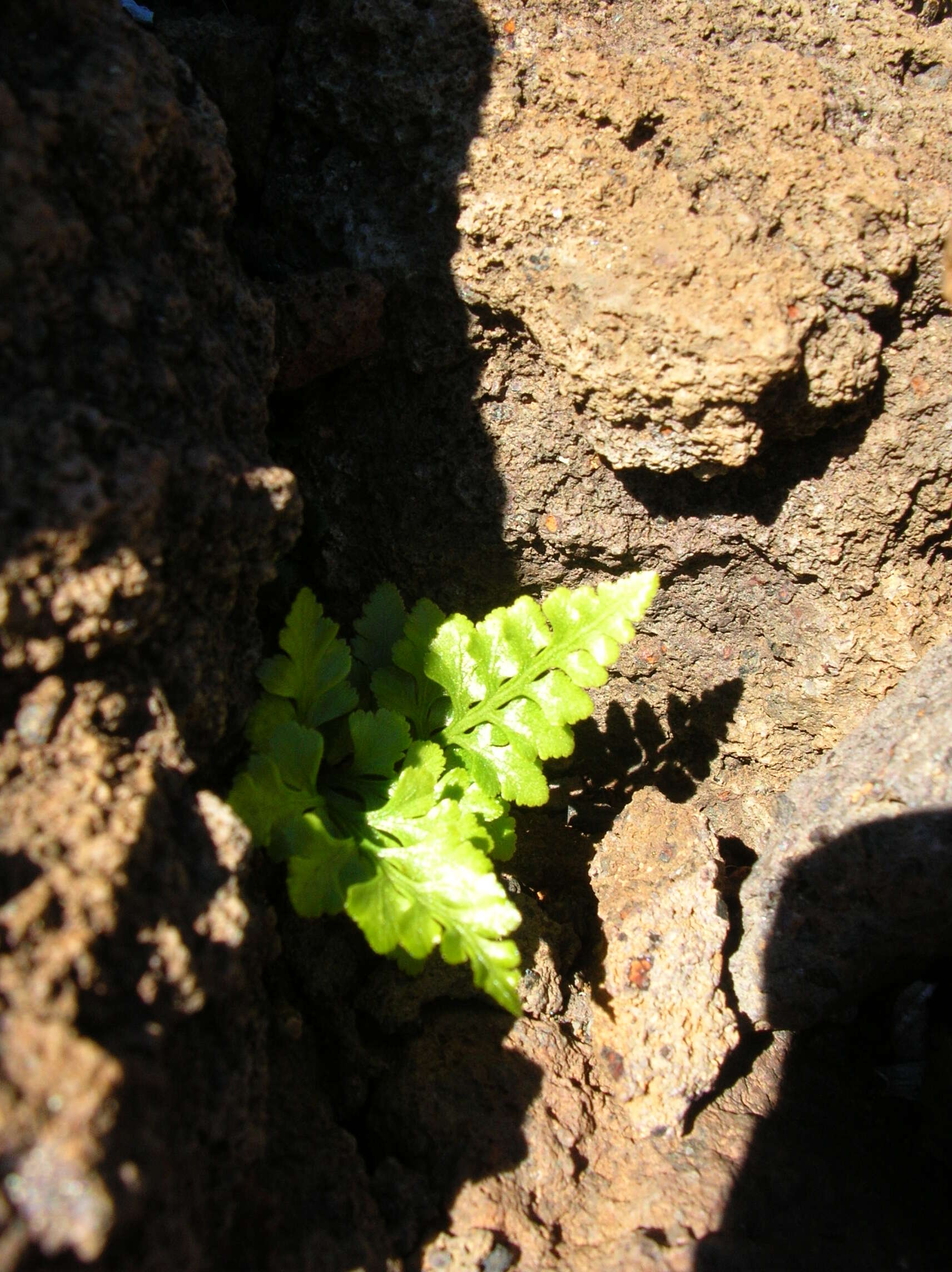 Imagem de Asplenium adiantum-nigrum L.