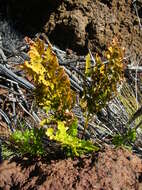 Imagem de Asplenium adiantum-nigrum L.