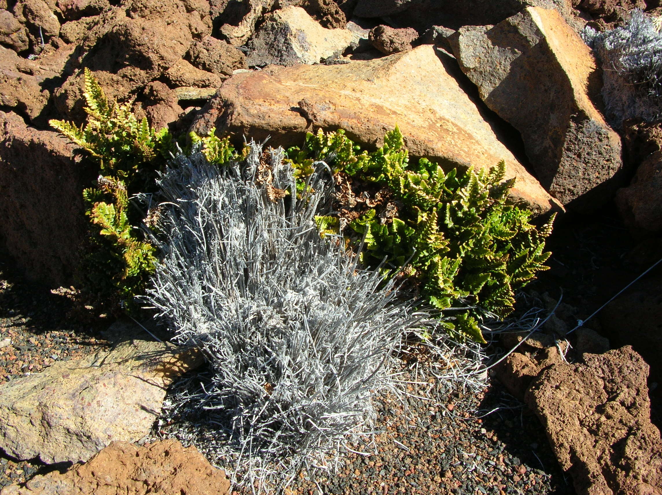 Imagem de Asplenium adiantum-nigrum L.