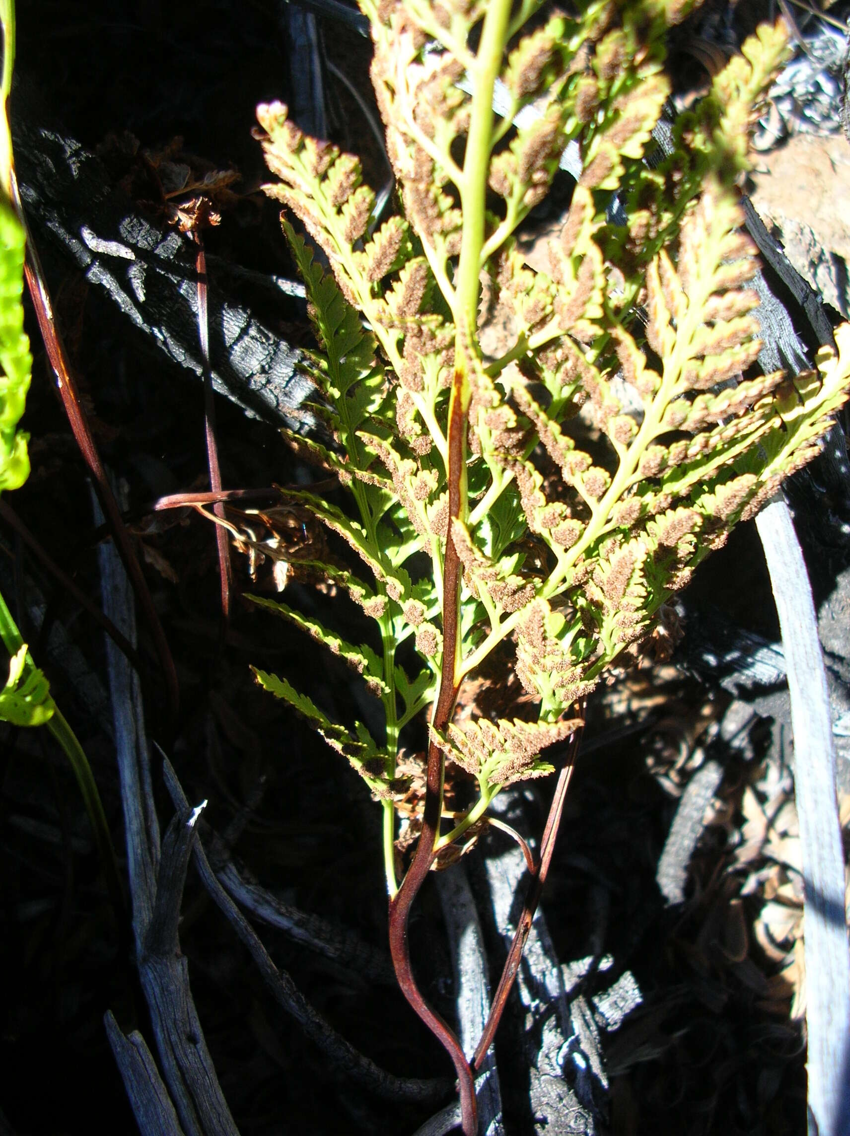 Imagem de Asplenium adiantum-nigrum L.