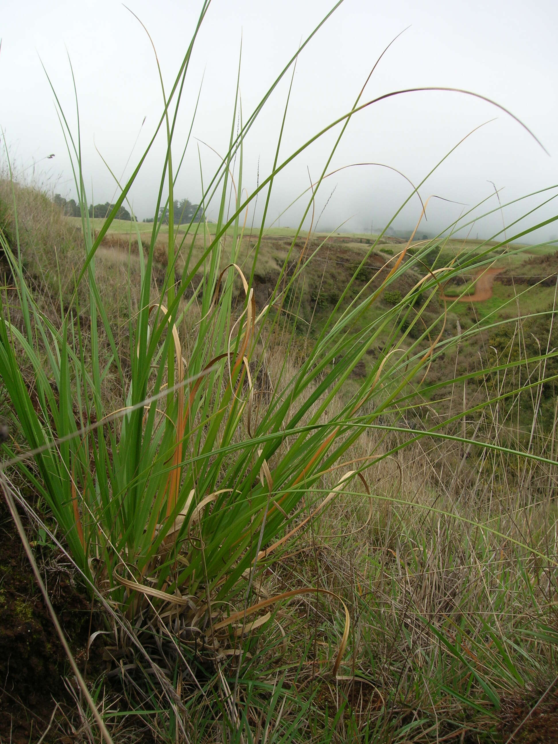 Image of purple pampas grass