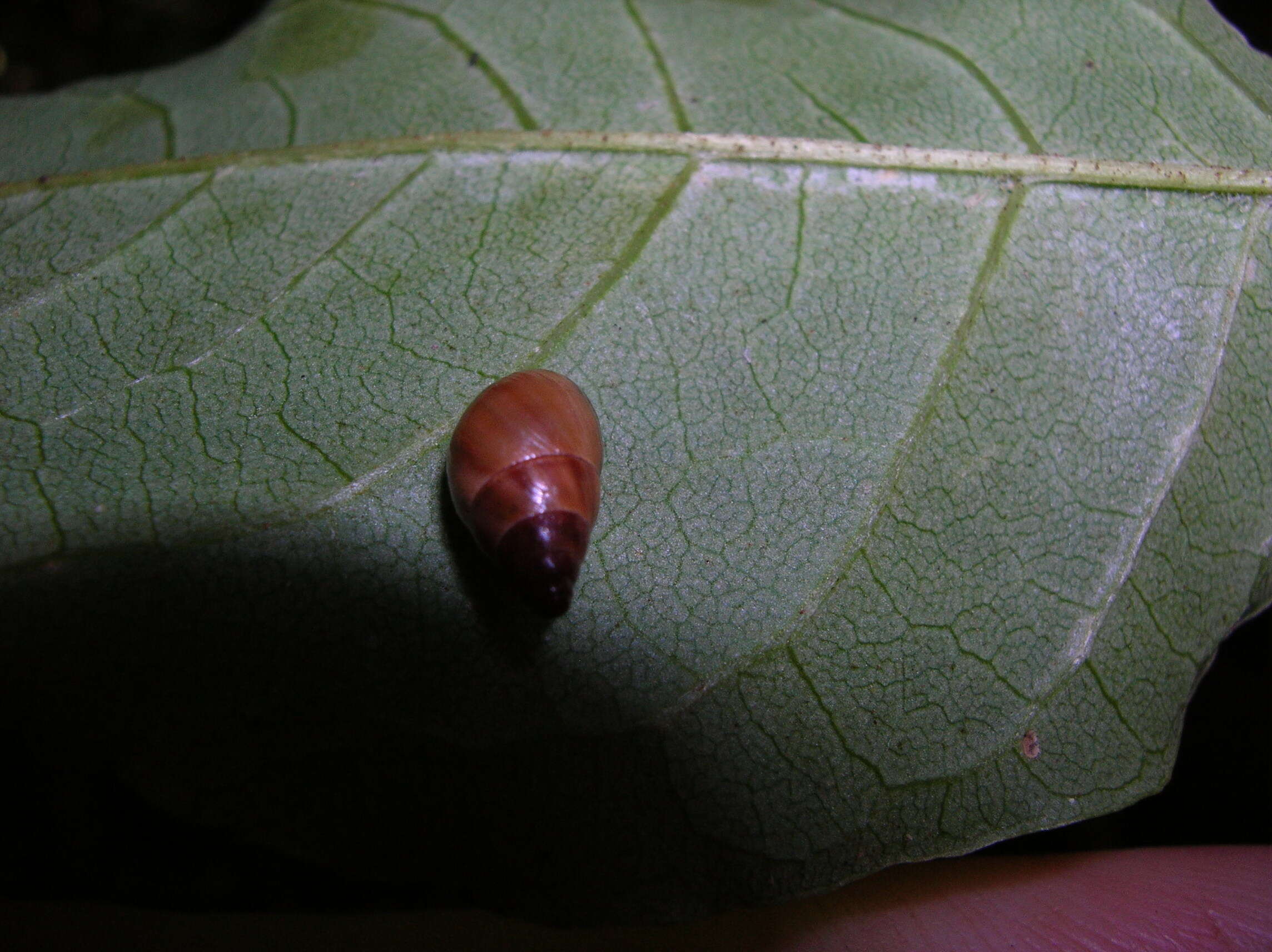 صورة Panpulmonata