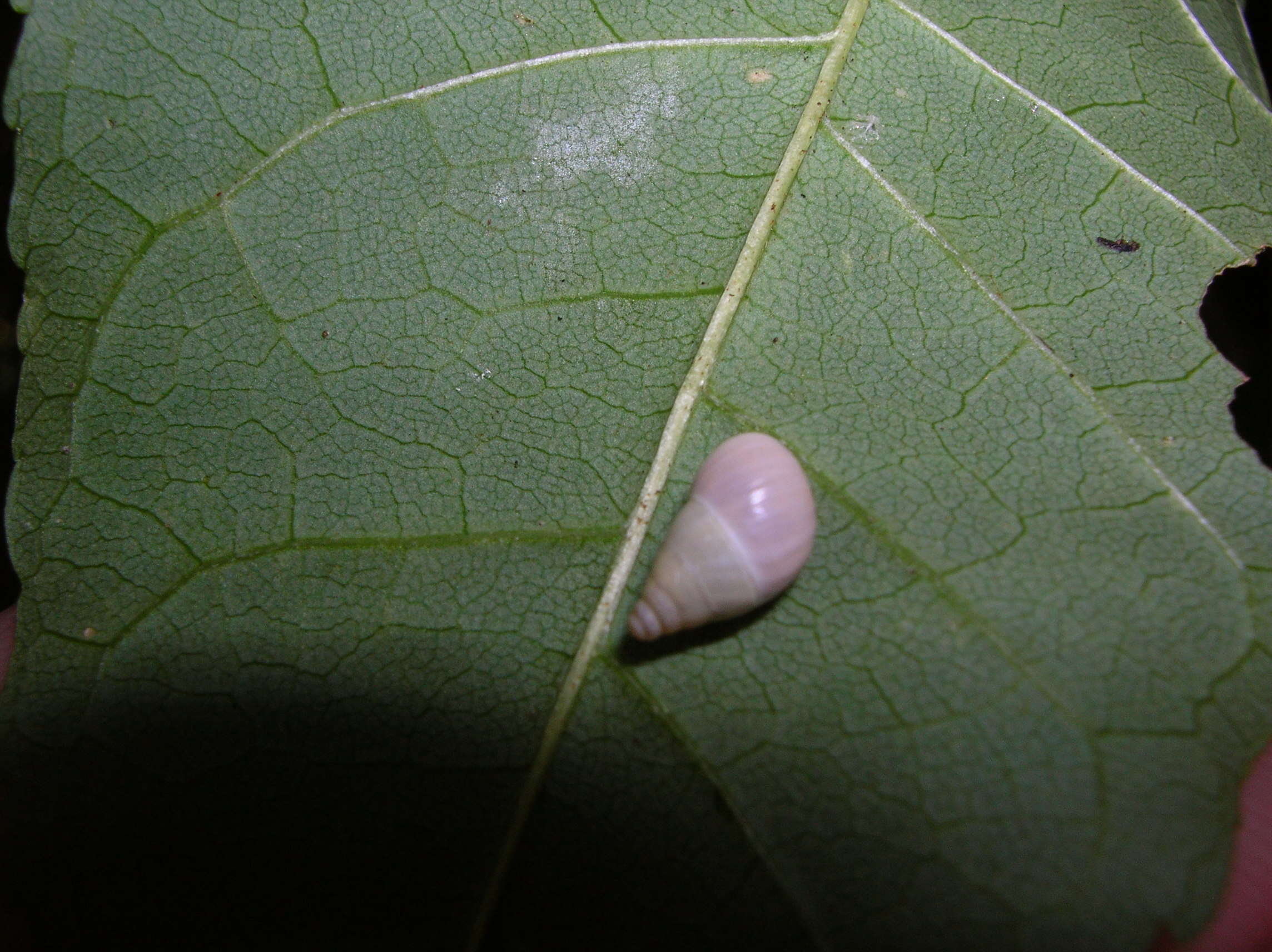 Image of Panpulmonata