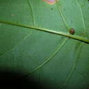 Auriculella resmi