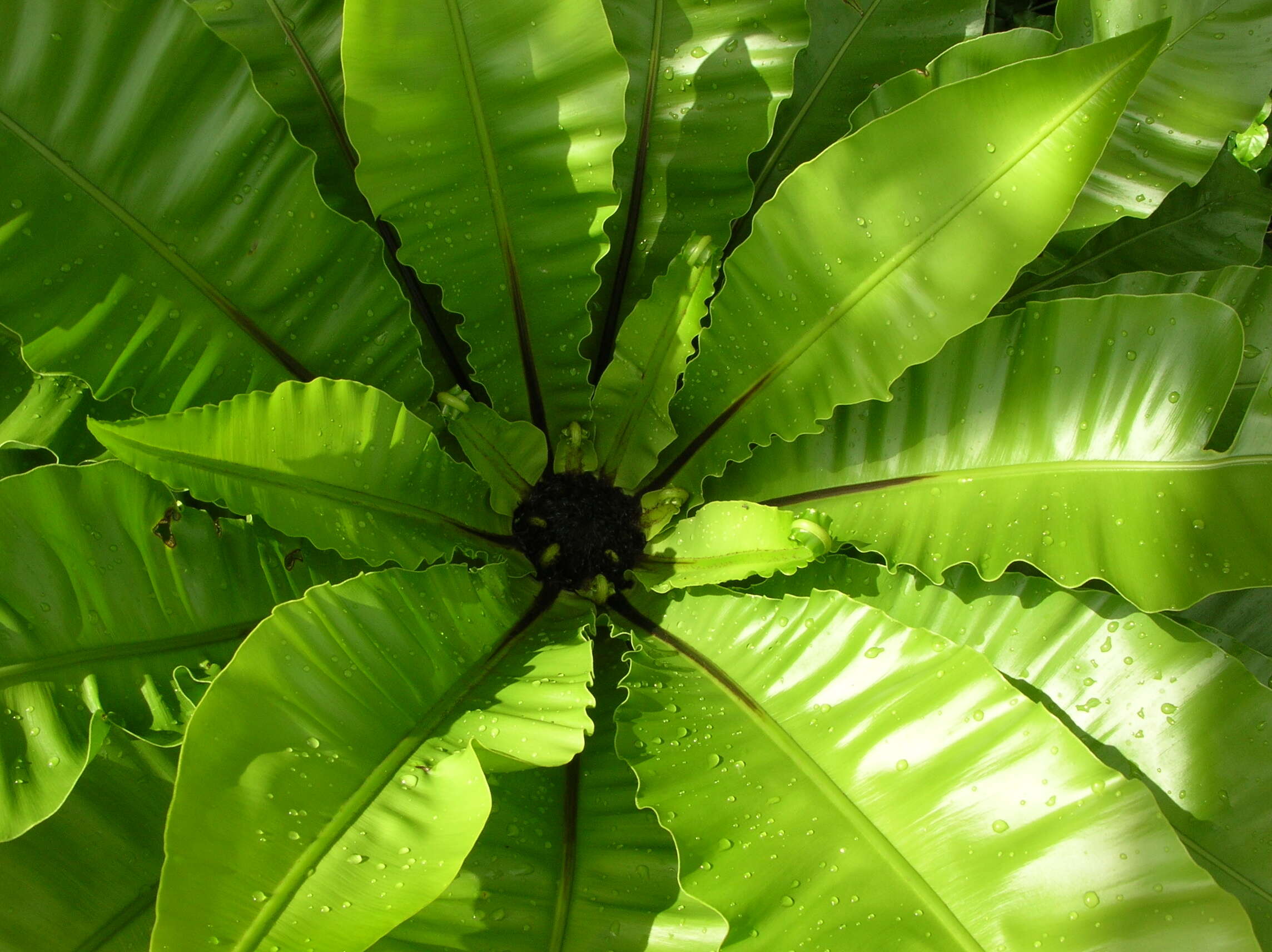 Слика од Asplenium nidus L.