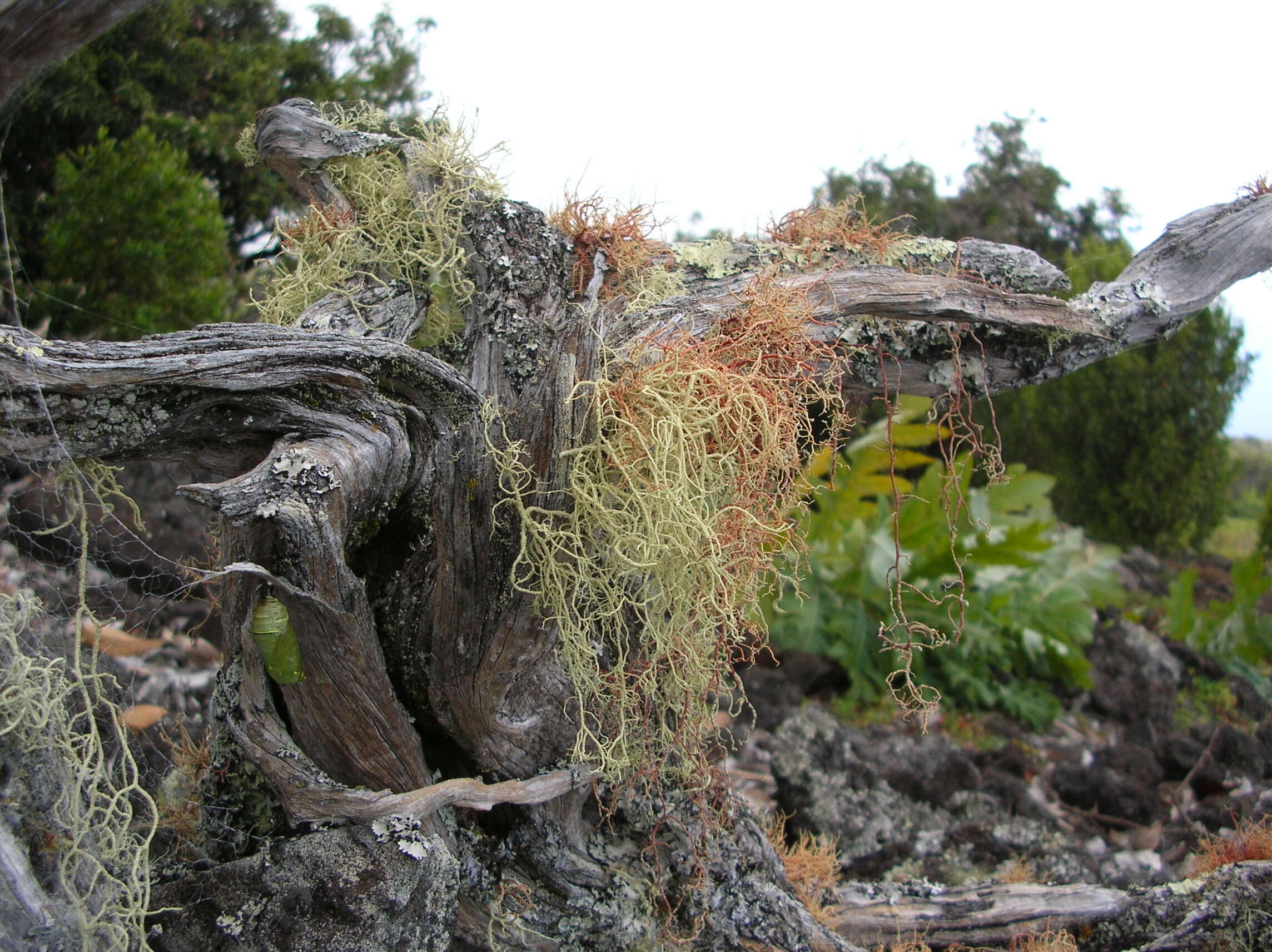 Image of parrotweed