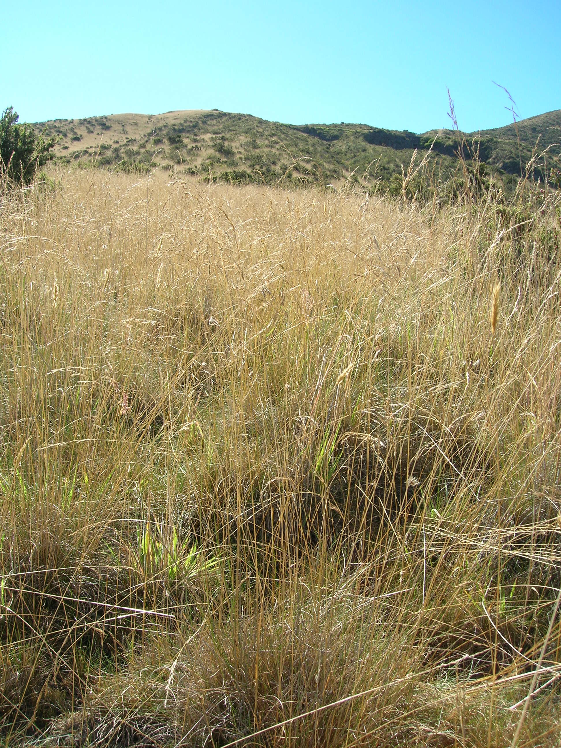 Imagem de Anthoxanthum odoratum L.