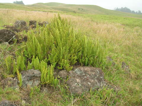 Image of sword ferns