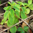 صورة Peperomia blanda (Jacq.) Kunth