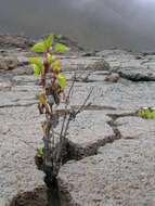 Image of sticky snakeroot