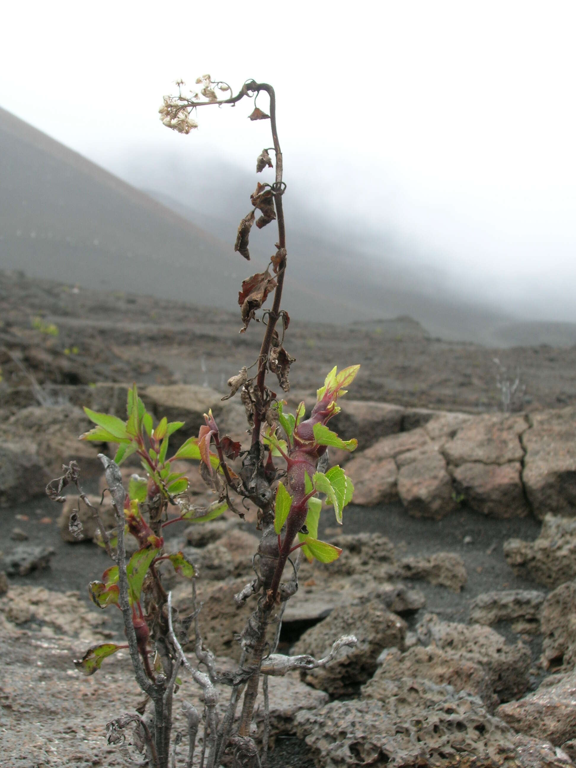 Image of sticky snakeroot