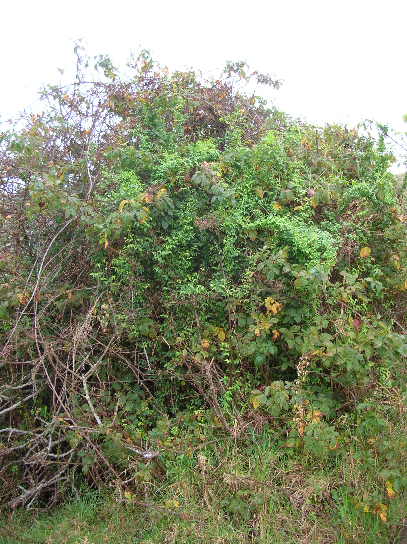 Sivun Rubus argutus Link kuva
