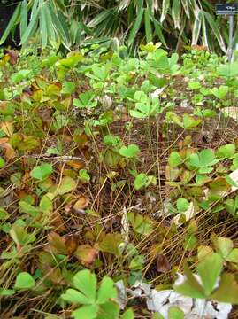 Image of waterclover