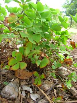 Image of waterclover