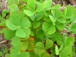 Image of waterclover