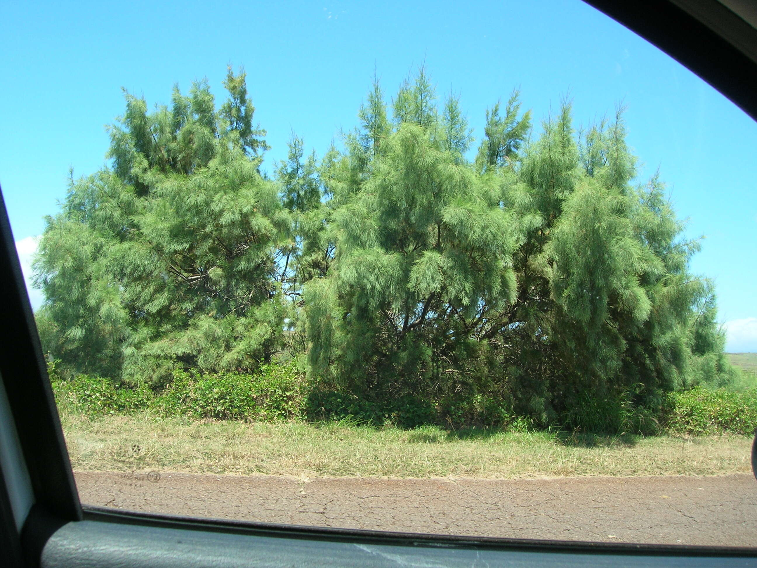 Image of Athel tamarisk