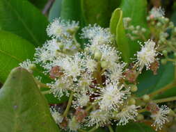 Image of Allspice