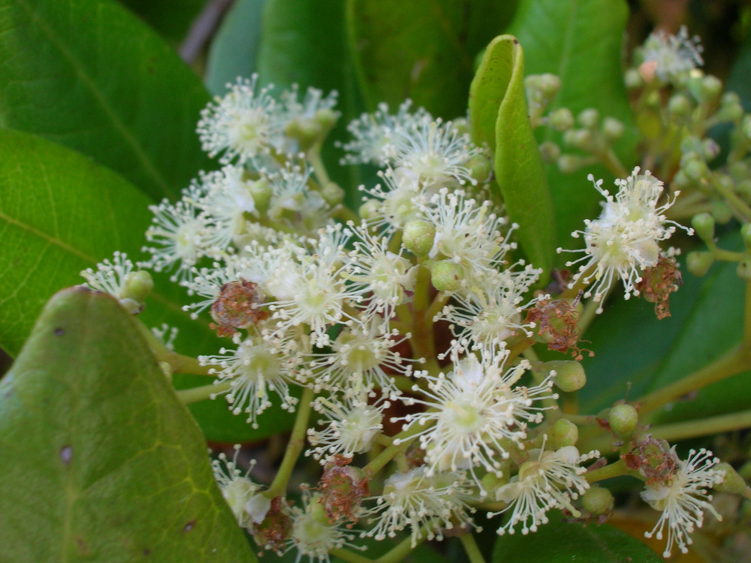 Image of Allspice