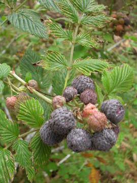 Image of Mysore raspberry