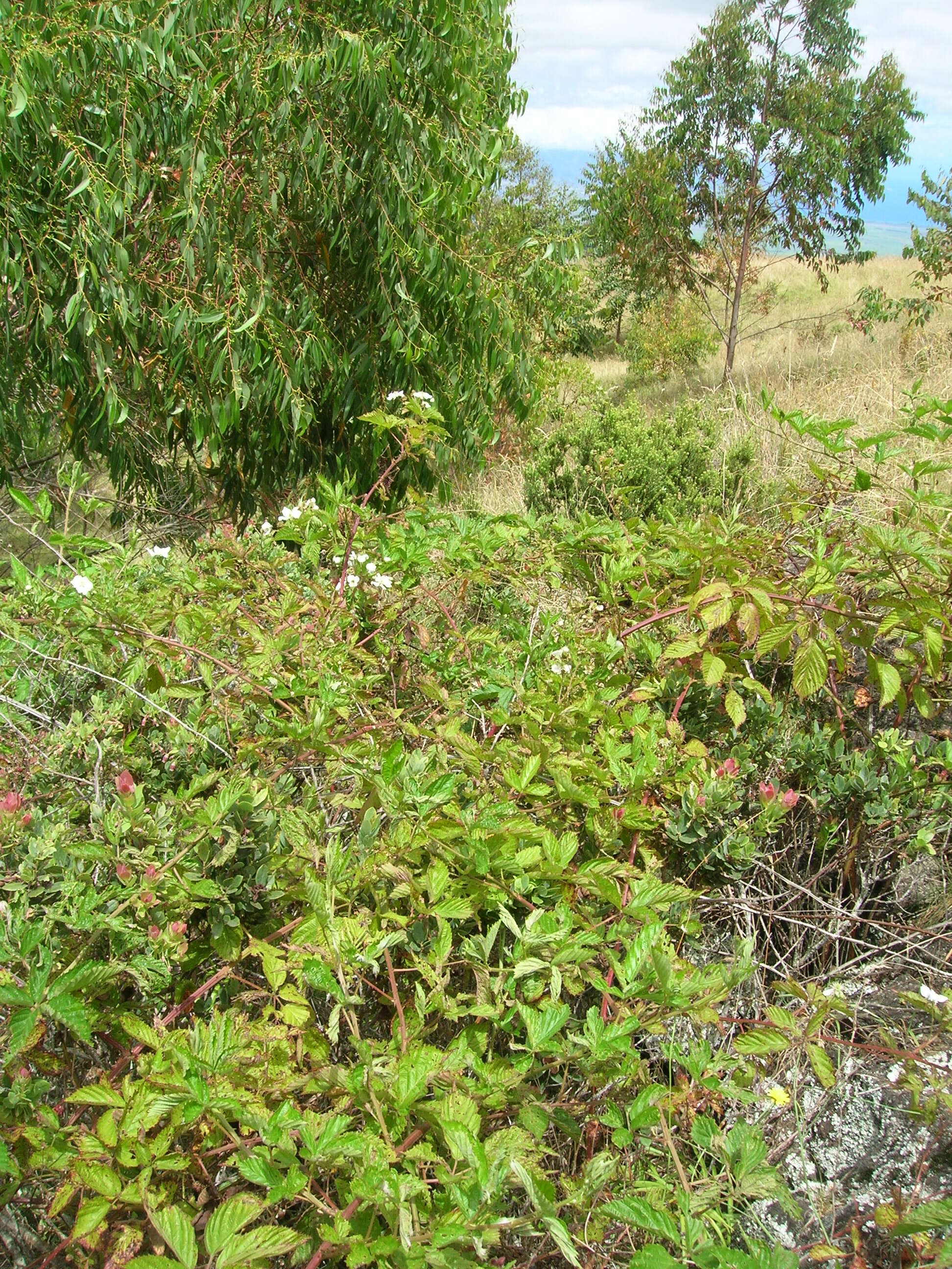 Sivun Rubus argutus Link kuva