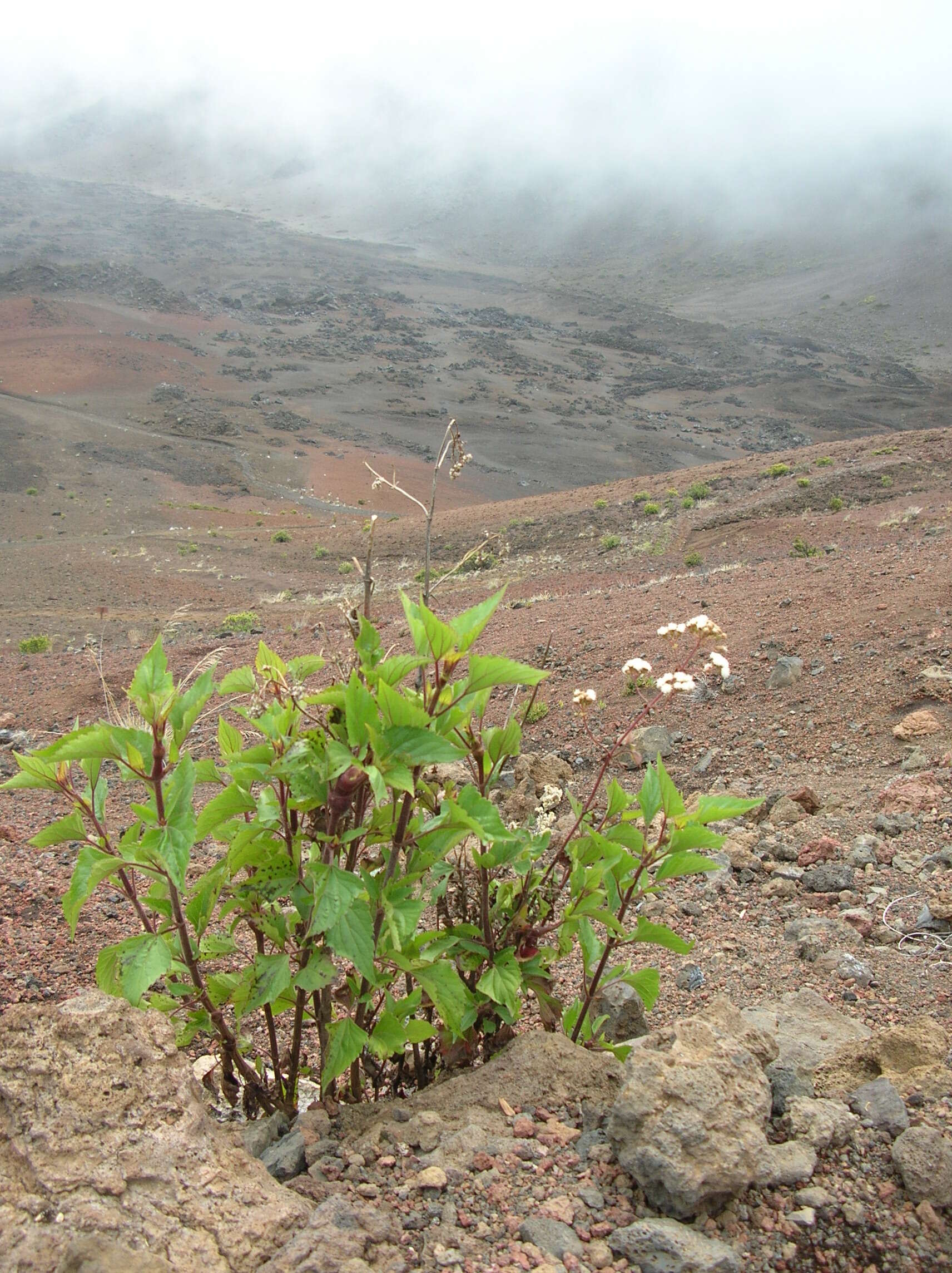 صورة Ageratina adenophora (Spreng.) R. King & H. Rob.