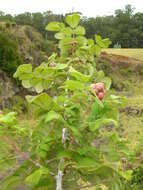 Image of Mysore raspberry