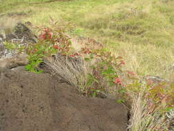 Слика од Rubus argutus Link