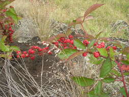 Слика од Rubus argutus Link