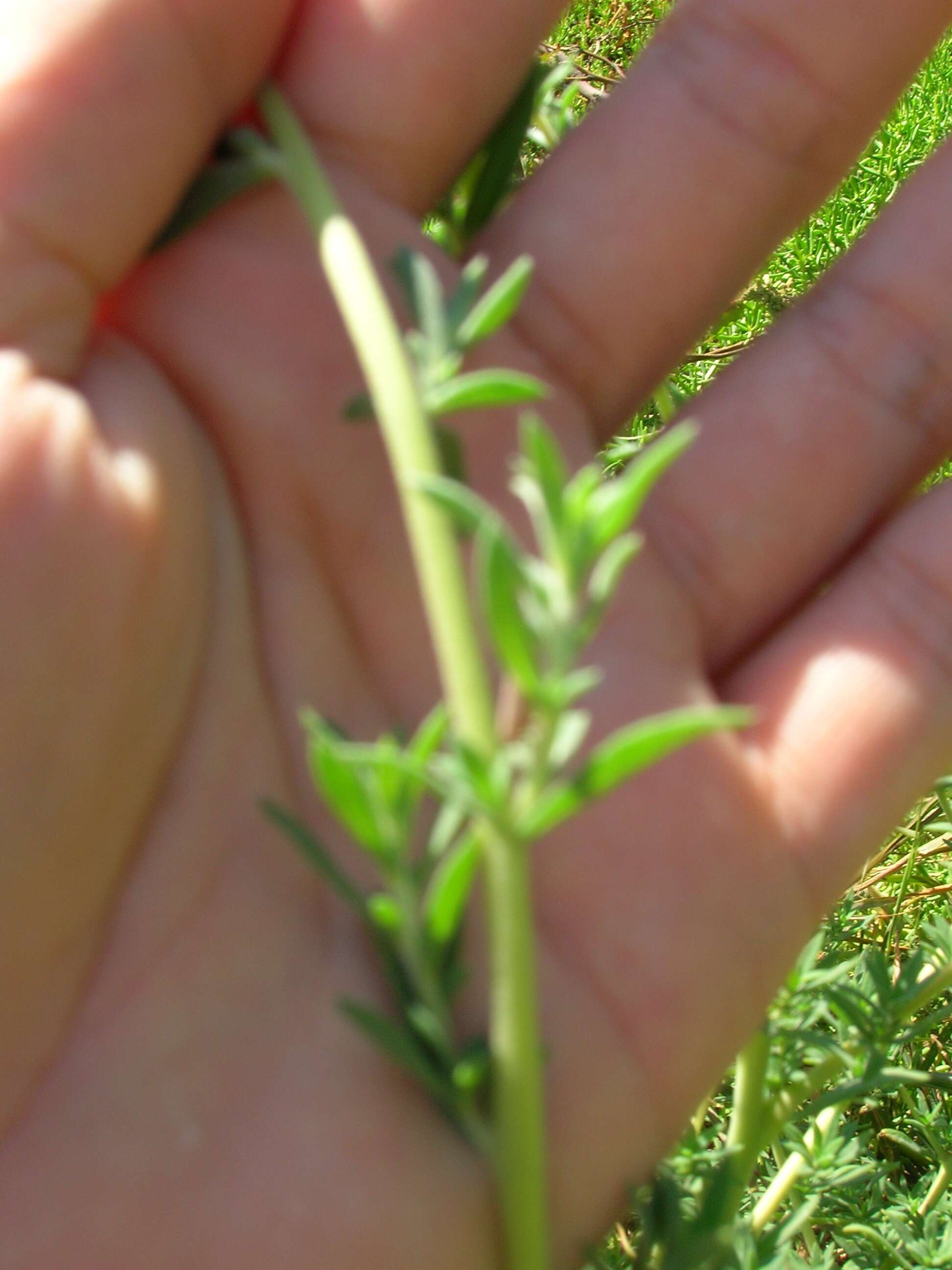 Image of Fivehorn Smotherweed