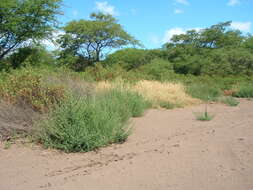 Image of Fivehorn Smotherweed