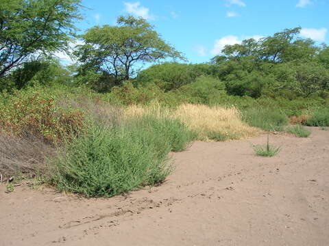 Image of Fivehorn Smotherweed